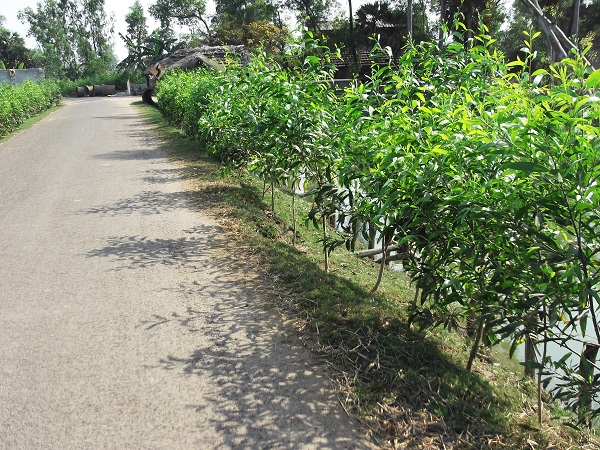 tree-plantation-project-2